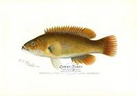Bergall; Cunner (Tautogolabrus Adspersus)
