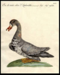 Oca di vario colore d:Lombardella [Multi-coloured Goose] [Pl. 560]