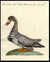 Oca di vario colore d:Lombardella [Multi-coloured Goose] [Pl. 560] by  Lorenzo LORENZI & Violante VANNI  Saverio (1723-1784) from Donald Heald Rare Books - Used Book