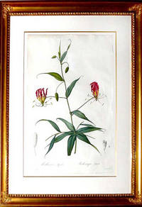 Plate 26 - Methonica Superba (Superb Climbing Lily)