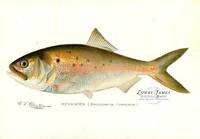 Menhaden (Brevoortia Tyrannus)