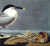 Sandwich Tern. From "The Birds of America" (Amsterdam Edition) [Pl. 279] by  John James (1785-1851) AUDUBON from Donald Heald Rare Books - Used Book