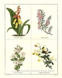 The Botanic Garden- Lachenalia tricolor, etal. Consisting of Highly Finished Representations of Hardy Ornamental Flowering Plants, Cultivated in Great Britain The Botanic Garden- Lachenalia tricolor, etal. Consisting of Highly Finished Representations of Hardy Ornamental Flowering Plants, Cultivated in Great Britain