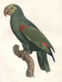 [L'amazone &agrave; t&ecirc;te jaune (Yellow-crowned Amazon [Amazona ochrocephala])] [Pl.  86]