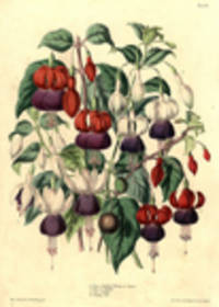 1. Prince Frederick William of Prussia. 2. Rose of Castille. 3. Loch Katrine. 4. Guiding Star. [Four Fuschia varieties] [Pl. 12]