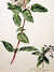 Viburnum (Viburnum tinus) by  Jacob (circa 1687-1740) VAN HUYSUM from Donald Heald Rare Books - Used Book