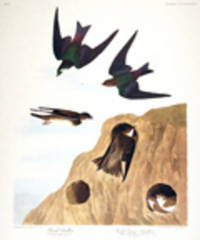 Bank Swallow, Violet-Green Swallow. From "The Birds of America" (Amsterdam Edition) [Pl. 385]