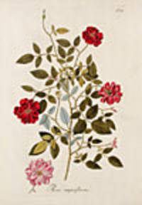 Rosa Semperflorens
