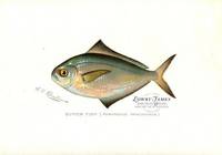 Butter Fish (Poronotus triacanthus)