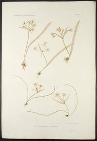 Gagea lutea, Gagea arvensis
