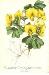 Antique Botanical Print from Paxton's Magazine of Botany and Register of Flowering Plants Amicia zigomeris Antique Botanical Print from Paxton's Magazine of Botany and Register of Flowering Plants Amicia zigomeris