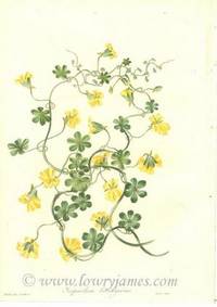 Antique Botanical Print from Paxton's Magazine of Botany and Register of Flowering Plants  Tropaeolum Brachyceras