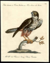 Falco chiamato in Toscana Barletta [Falcon] [Pl.  45]