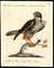 Falco chiamato in Toscana Barletta [Falcon] [Pl.  45] by  Lorenzo LORENZI & Violante VANNI  Saverio (1723-1784) from Donald Heald Rare Books - Used Book