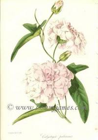 Antique Botanical Print from Paxton's Magazine of Botany and Register of Flowering Plants Calystegia Pubescens Antique Botanical Print from Paxton's Magazine of Botany and Register of Flowering Plants Calystegia Pubescens