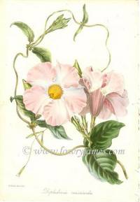 Antique Botanical Print from Paxton's Magazine of Botany and Register of Flowering Plants Dipladenia crassinoda Antique Botanical Print from Paxton's Magazine of Botany and Register of Flowering Plants Dipladenia crassinoda