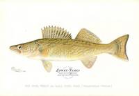 The Pike Perch or Wall-eyed Pike (Stizostedium Vitreum)
