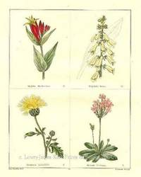 The Botanic Garden- Spigelia Marilandica, etal. Consisting of Highly Finished Representations of Hardy Ornamental Flowering Plants, Cultivated in Great Britain The Botanic Garden- Spigelia Marilandica, etal. Consisting of Highly Finished Representations of Hardy Ornamental Flowering Plants, Cultivated in Great Britain