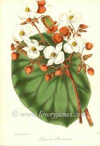Antique Botanical Print from Paxton's Magazine of Botany and Register of Flowering Plants  Begonia albo-coccinea