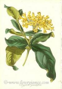 Antique Botanical Print from Paxton's Magazine of Botany and Register of Flowering Plants Aegiphila Grandiflora Antique Botanical Print from Paxton's Magazine of Botany and Register of Flowering Plants Aegiphila Grandiflora