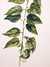 Lime (Tillia europea) by  Jacob (circa 1687-1740) VAN HUYSUM from Donald Heald Rare Books - Used Book