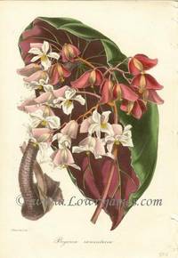 Antique Botanical Print from Paxton's Magazine of Botany and Register of Flowering Plants Begonia Ramentacea Antique Botanical Print from Paxton's Magazine of Botany and Register of Flowering Plants Begonia Ramentacea