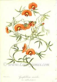 Antique Botanical Print from Paxton's Magazine of Botany and Register of Flowering Plants Gompholobium versicolor Antique Botanical Print from Paxton's Magazine of Botany and Register of Flowering Plants Gompholobium versicolor