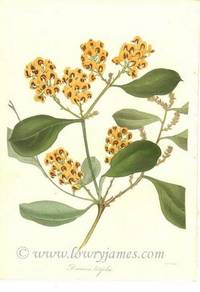 Antique Botanical Print from Paxton's Magazine of Botany and Register of Flowering Plants  Daviesia Latifolia