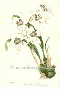 Antique Botanical Print from Paxton's Magazine of Botany and Register of Flowering Plants Odontoglossum Cervantesii Antique Botanical Print from Paxton's Magazine of Botany and Register of Flowering Plants Odontoglossum Cervantesii