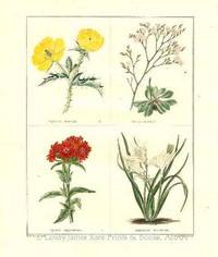 The Botanic Garden- Argemone Mexicana, Statice oleæfolia, Lychnis chalcedonica, Anthericum liliastrum Consisting of Highly Finished Representations of Hardy Ornamental Flowering Plants, Cultivated in Great Britain The Botanic Garden- Argemone Mexicana, Statice oleæfolia, Lychnis chalcedonica, Anthericum liliastrum Consisting of Highly Finished Representations of Hardy Ornamental Flowering Plants, Cultivated in Great Britain
