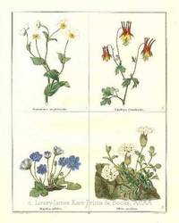 The Botanic Garden. Ranunculus amplexicaulis, Aquilegia Canadansis, Hepatica triloba, Silene maritima. Consisting of Highly Finished Representations of Hardy Ornamental Flowering Plants, Cultivated in Great Britain The Botanic Garden. Ranunculus amplexicaulis, Aquilegia Canadansis, Hepatica triloba, Silene maritima. Consisting of Highly Finished Representations of Hardy Ornamental Flowering Plants, Cultivated in Great Britain