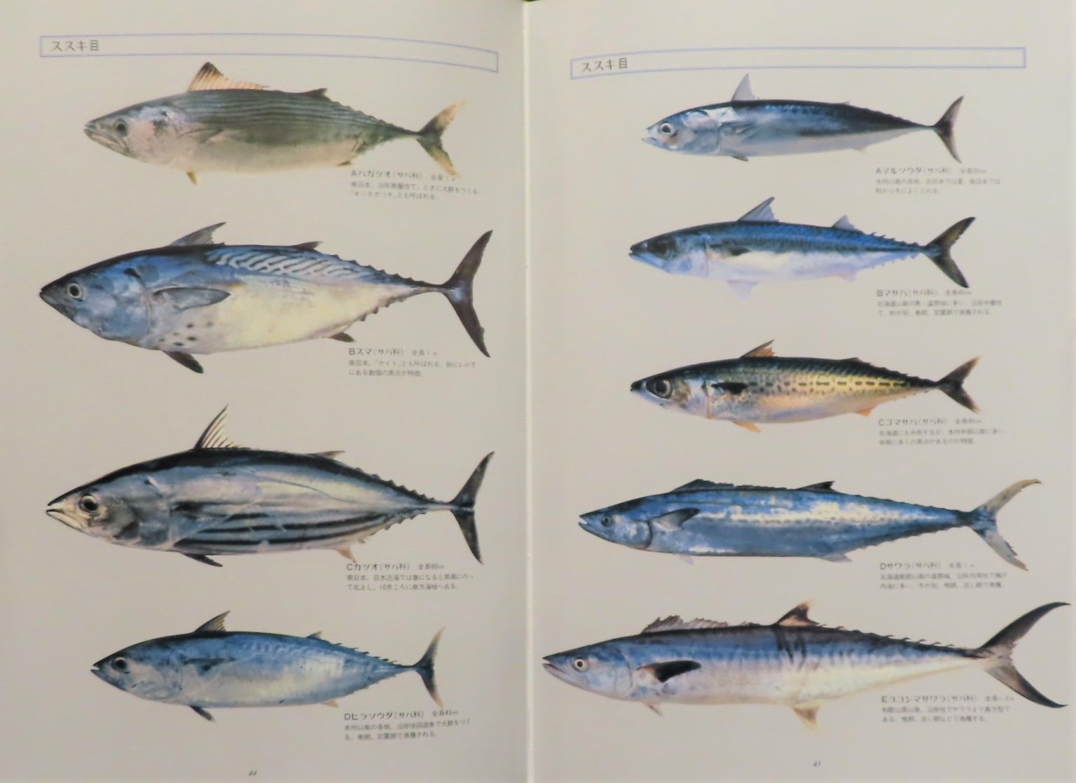Gyofu (魚譜); Nihon shokuyō gyokaisō daizukan (日本料理盛付精撰