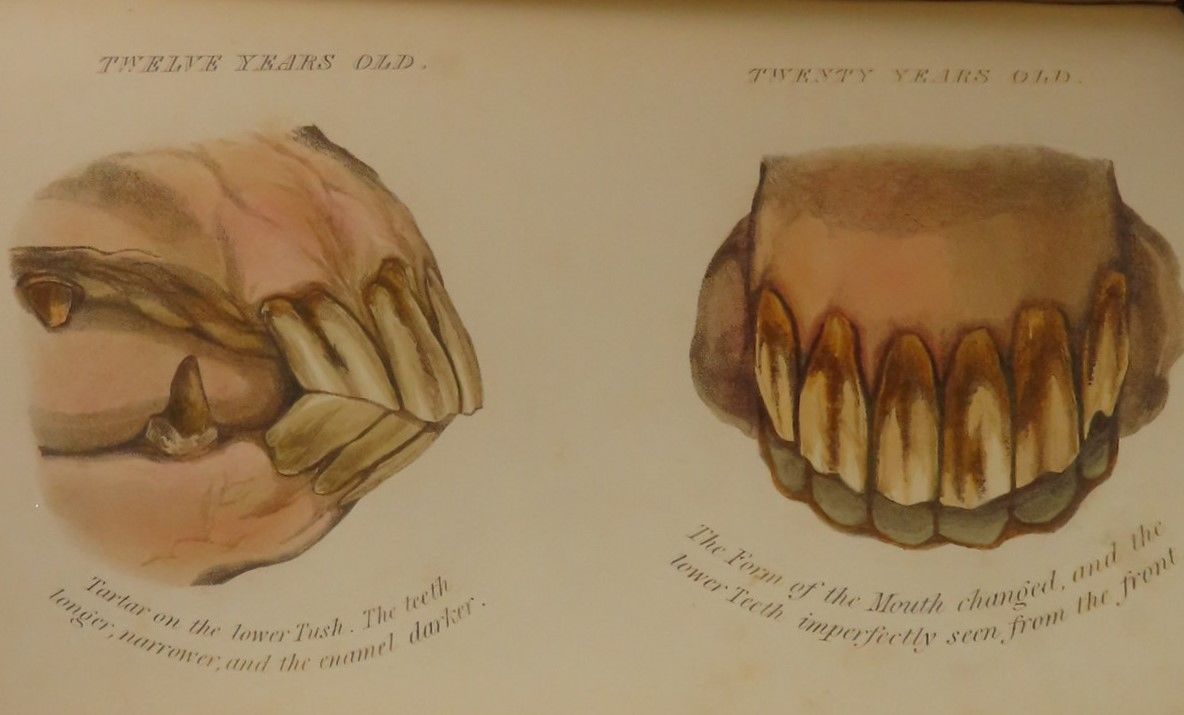 The horse's mouth, showing the age by the teeth containing a full
