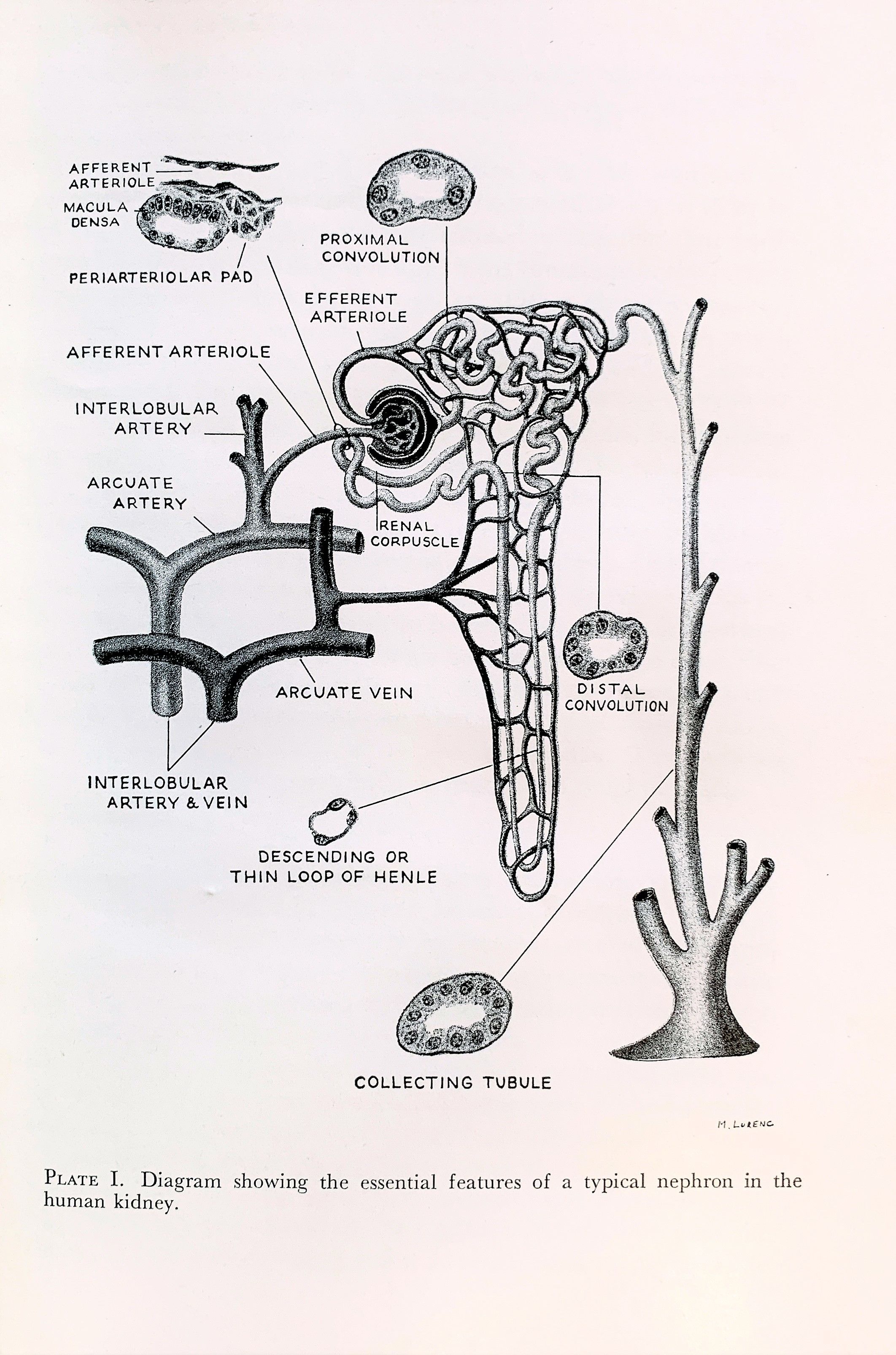 Kidney Health Breakthrough: The Importance Of This Clear Membrane - 8q82aoo