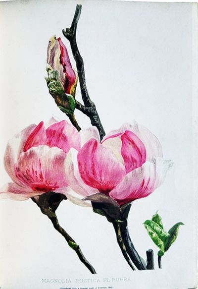 Flora and Sylva: a monthly review for lovers of garden, woodland, tree or flower; new and rare plants, trees, shrubs, and fruits; the garden beautiful, home woods, and home landscape.