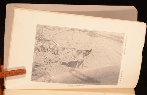 Arthur Cleveland Bent - Life Histories of North American Shore Birds Order Limicolae Parts 1 and 2