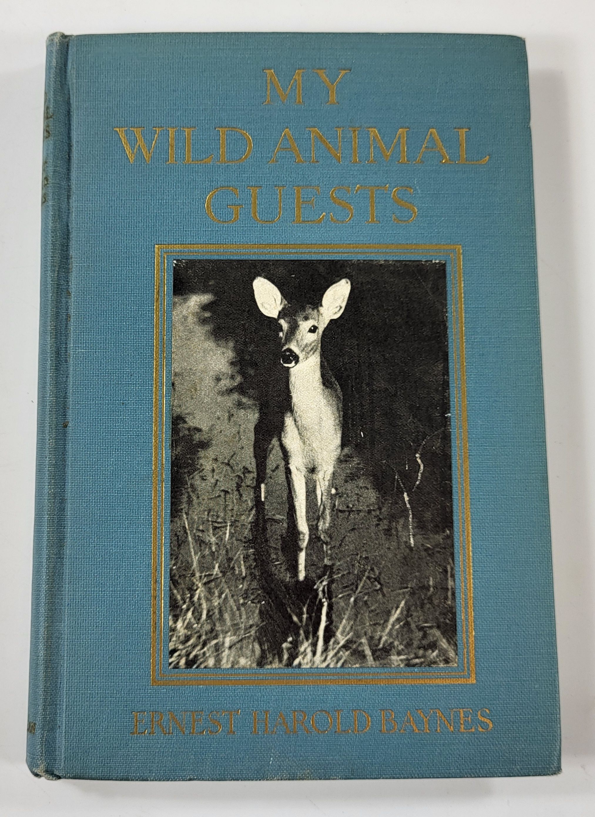 My Wild Animal Guests