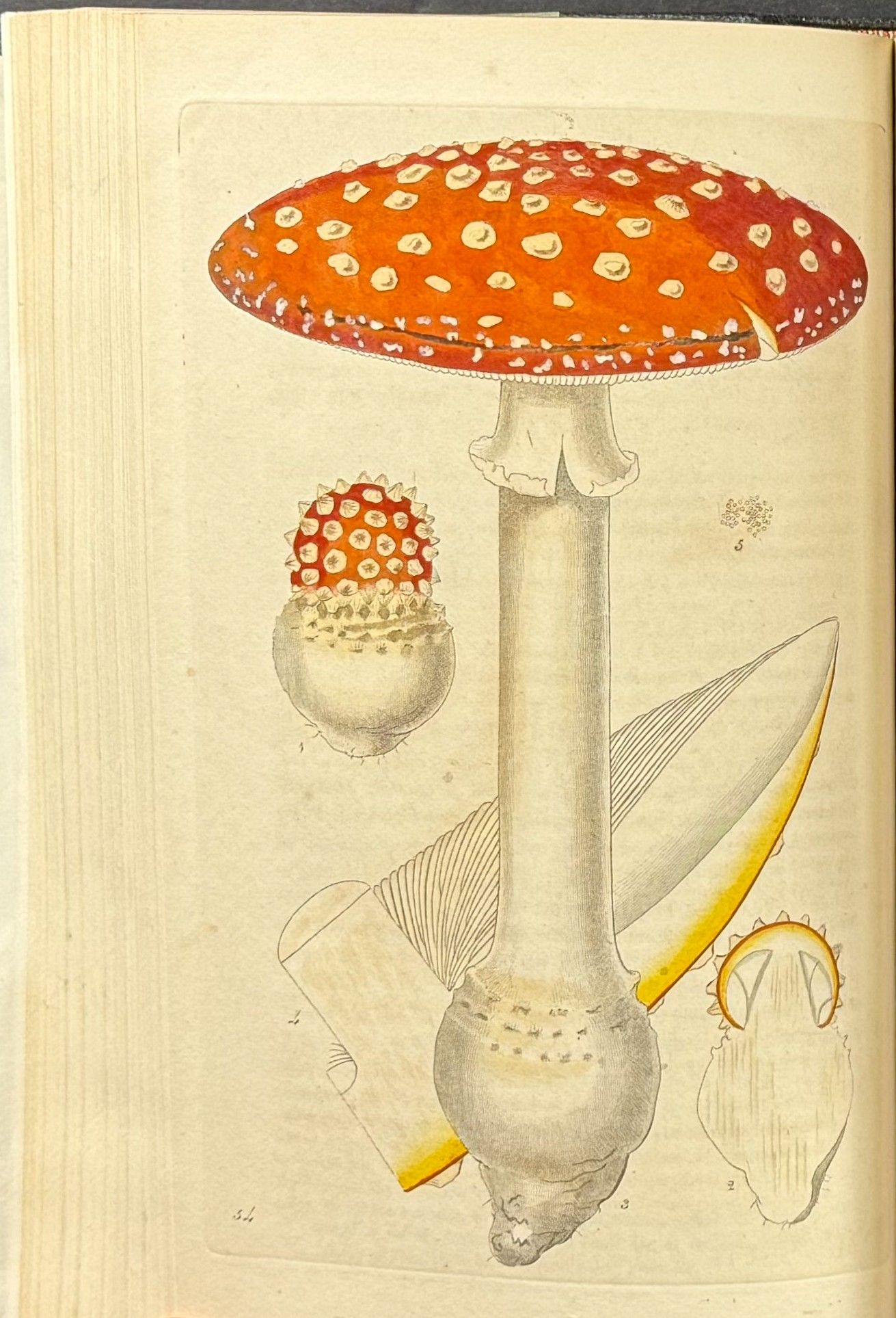 Scottish Cryptogamic Flora, or Coloured Figures and Descriptions of Cryptogamic Plants, Belonging Chiefly to the Order Fungi; and Intended to Serve as a Continuation of English Botany [Six Volumes Bound as Three]