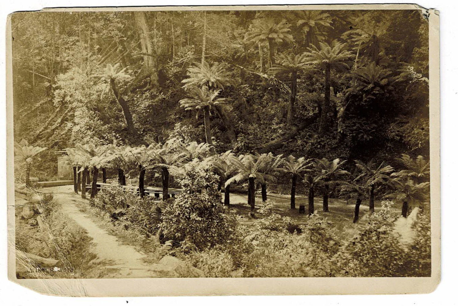 AN ORIGINAL SEPIA-TONED PHOTOGRAPH OF FERN TREE BOWER, A PARK LOCATED IN TASMANIA, AUSTRALIA.