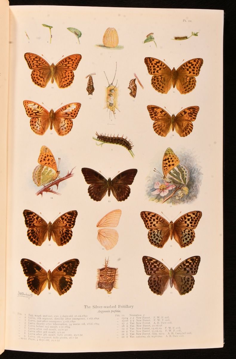 F. W. Frohawk - Natural History of British Butterflies