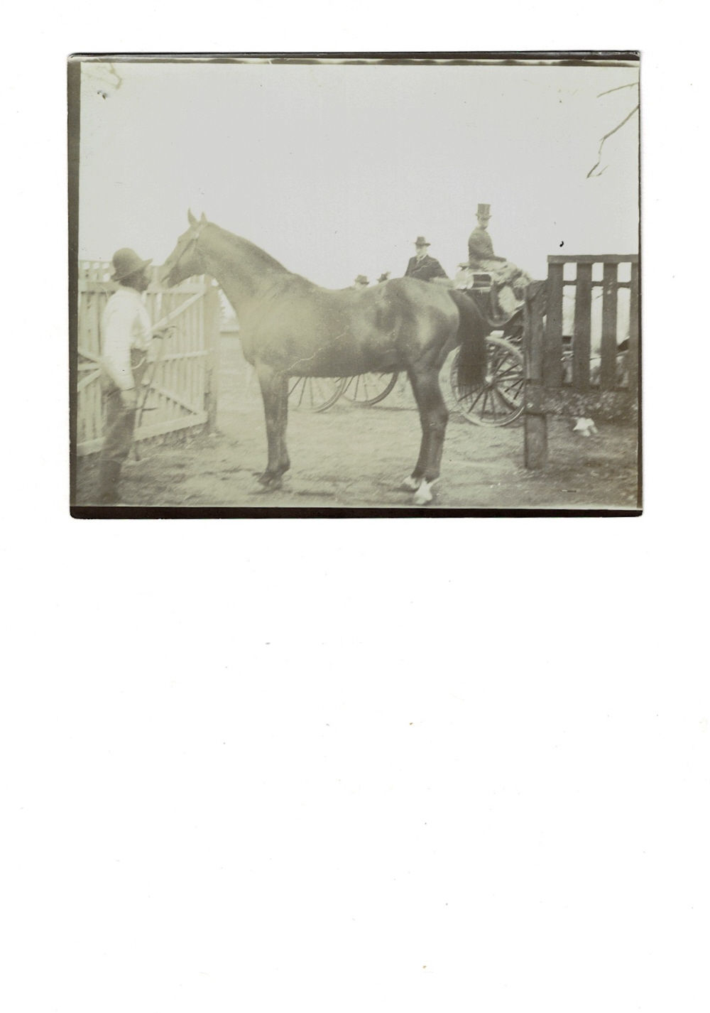 Image for RARE ORIGINAL SIENNA-TONED PHOTOGRAPH of the THOROUGHBRED RACE HORSE IROQUOIS, together with 2 other original photos by MAJOR JAMES B. POND, during the second American tour of Ian Maclaren (Dr. John Watson) under Pond's aegis. RARE ORIGINAL SIENNA-TONED PHOTOGRAPH of the THOROUGHBRED RACE HORSE IROQUOIS, together with 2 other original photos by MAJOR JAMES B. POND, during the second American tour of Ian Maclaren (Dr. John Watson) under Pond's aegis.