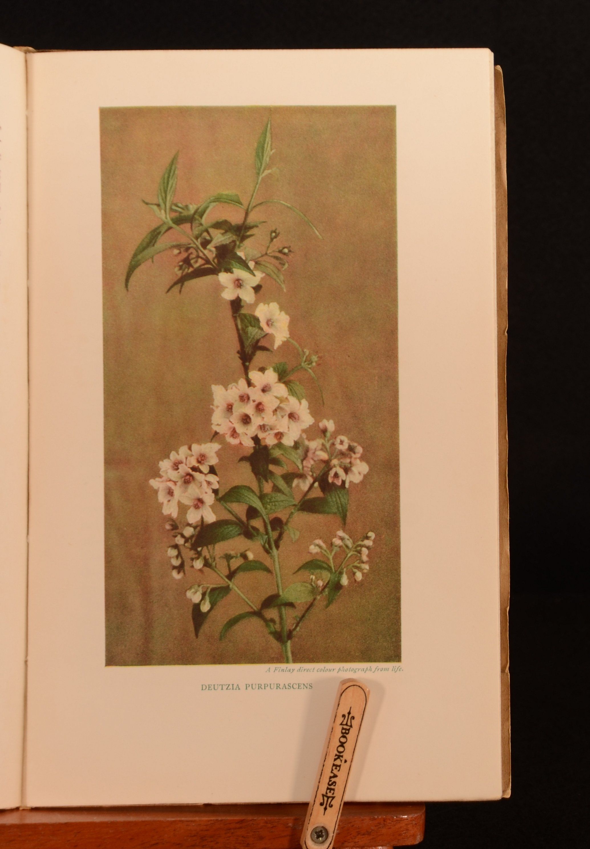 E. H. M. Cox (ed.) - The New Flora and Silva January 1932 April 1932