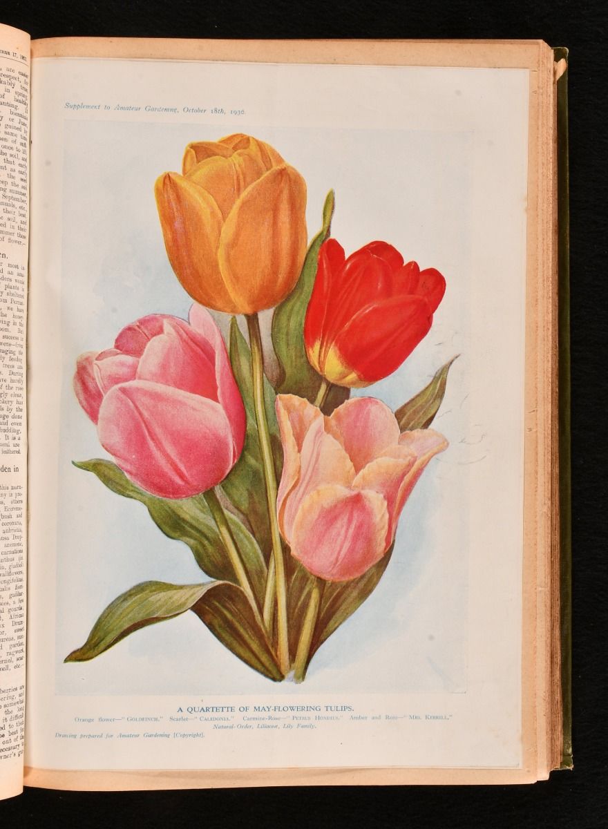 Various Contributors - Amateur Gardening for Town and Country Vol. XL July 1923-April 1924
