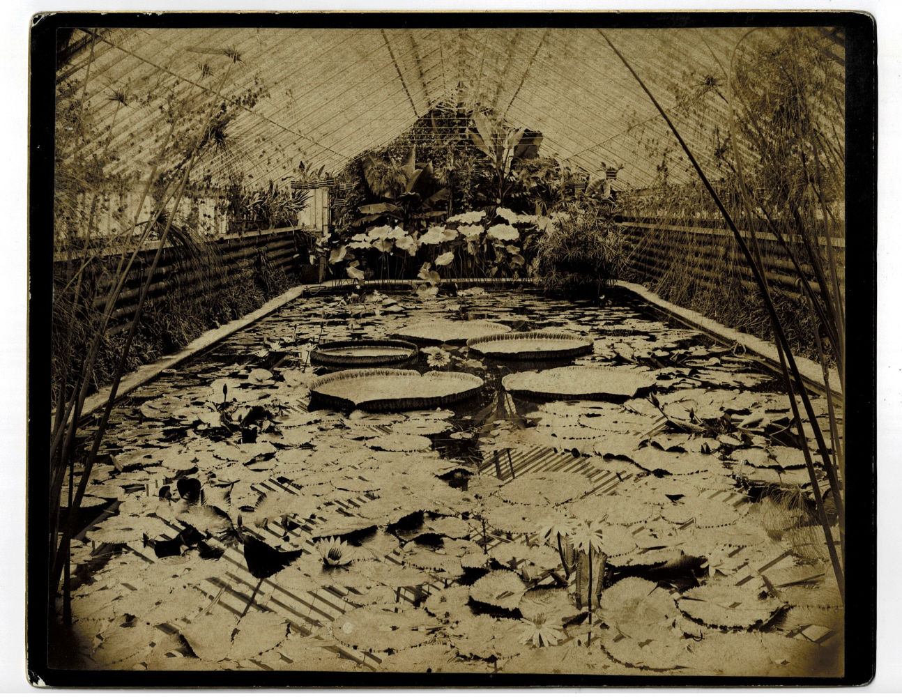 Image for ORIGINAL SIENNA-TONED 19TH CENTURY PHOTOGRAPH of the INTERIOR VIEW OF MR. WM. S. KIMBALL'S LILY HOUSE. ORIGINAL SIENNA-TONED 19TH CENTURY PHOTOGRAPH of the INTERIOR VIEW OF MR. WM. S. KIMBALL'S LILY HOUSE.
