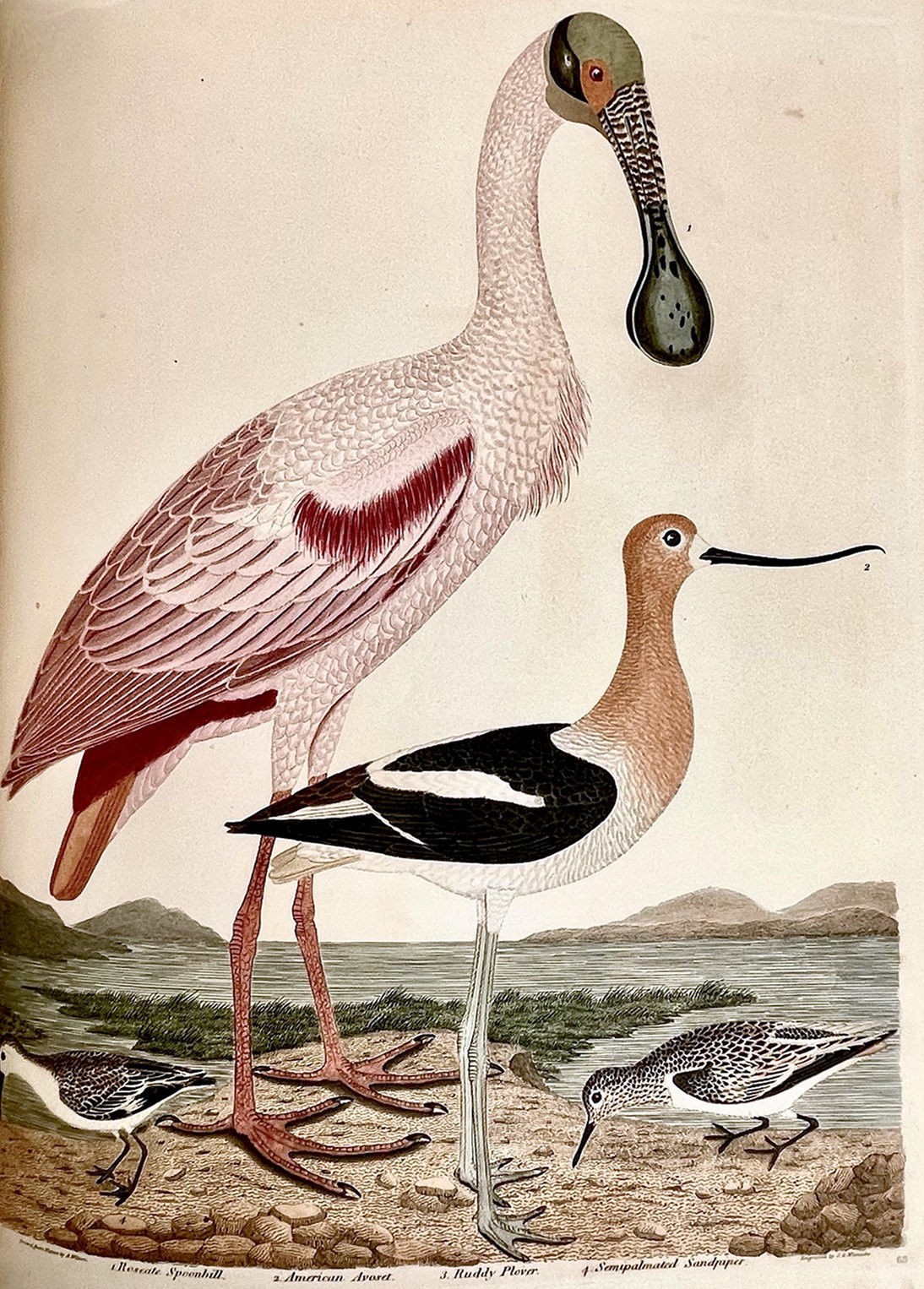American Ornithology; or the Natural History of the Birds of the United States [Four Volumes]